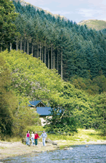 Strathyre Forest in Callander, Perthshire, Central Scotland